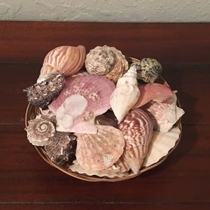 Basket of Seashells